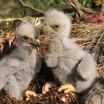When will the first eaglet hatch?