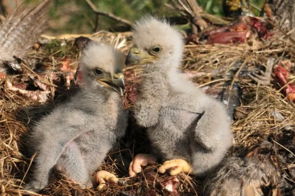 When will the first eaglet hatch?