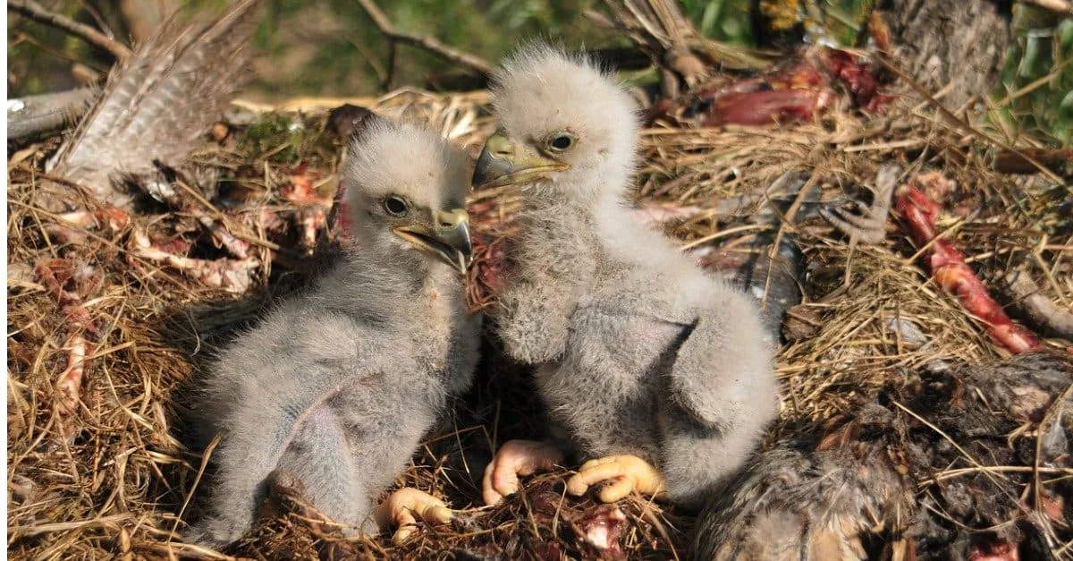 When will the first eaglet hatch?