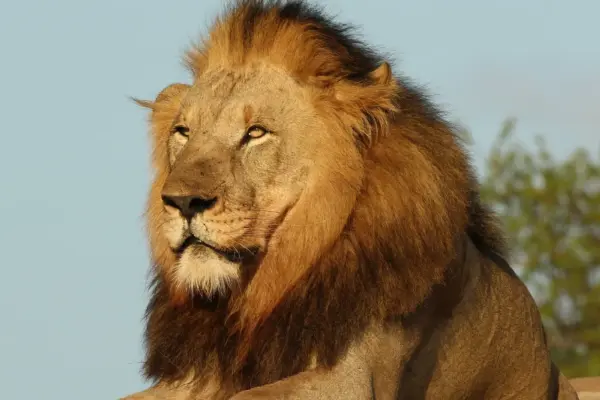 Indiana lions in custody by...?