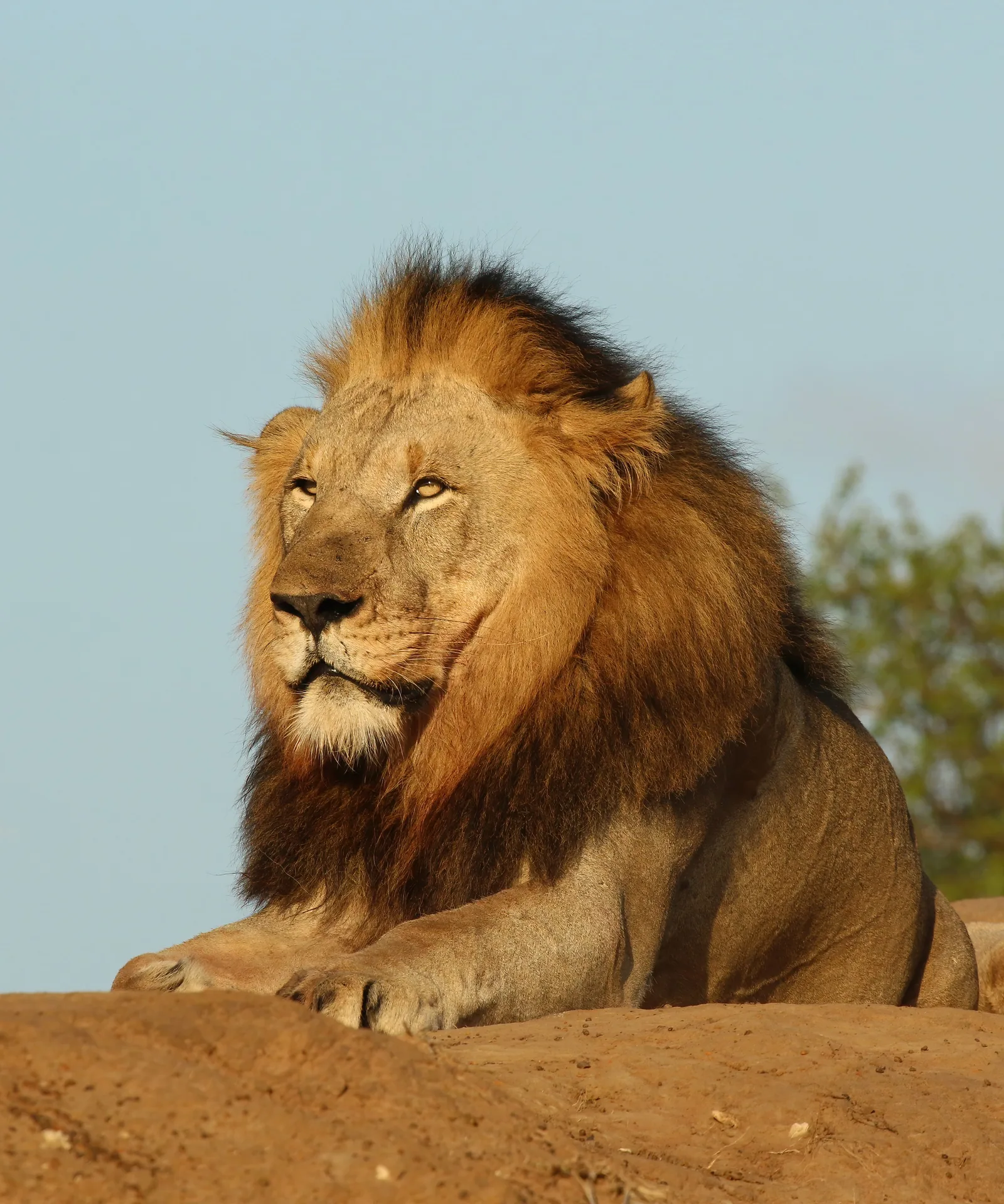 Indiana lions in custody by...?